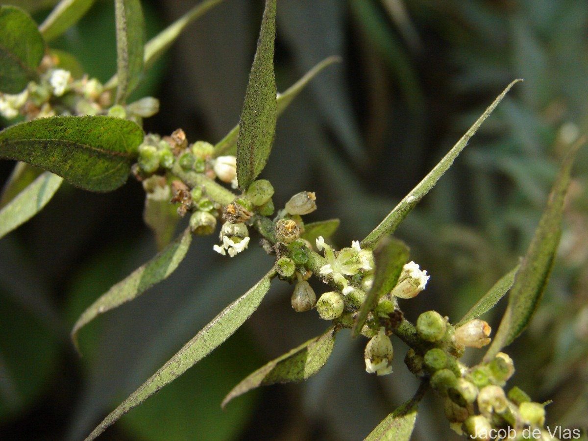 Gonostegia pentandra var. wightii (Benn.) Pull. & Karupp.